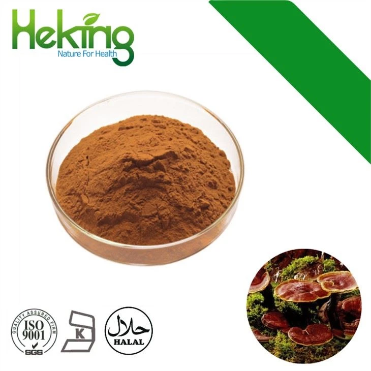 Ganoderma lucidum bubuk